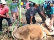 Hewan Kurban Jamaah Masjid Al Falah Sukoharjo, Sebagian Langsung Didistribusikan