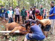 Empat Hewan Kurban Terjangkiti Penyakit LSD dan 134 Terkena Cacing Hati