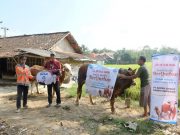Semen Gresik Salurkan Hewan Kurban Senilai Rp 380 Juta untuk Masyarakat Rembang dan Blora