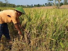 Keluh Kesah Petani di Blora Usai Panen, Sawah Tadah Hujan dan Masih Sulit Dapatkan Pupuk