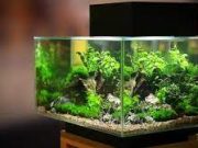 Tips Membersihkan Aquarium Tanpa Repot