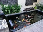Tips Membersihkan Kolam Ikan Dengan Cara Mudah
