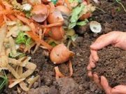 Tips Membuat Pupuk Alami