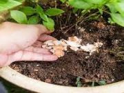 Tips Membuat Pupuk Tanaman Sendiri