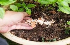 Tips Membuat Pupuk Tanaman Sendiri