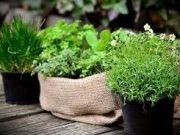Tips Membuat Subur Tanaman