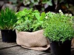 Tips Membuat Subur Tanaman