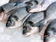 Tips Memilih Ikan Segar