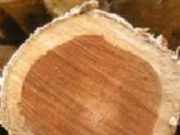 Tips Memilih Kayu Berkualitas Bagus