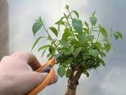 Tips Menanam Bonsai