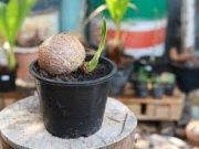 Tips Menanam Pohon Kelapa Dari Tunas