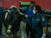 Langganan Ganjar Sembelih Sapi di RPH Salatiga yang Besertifikat Halal