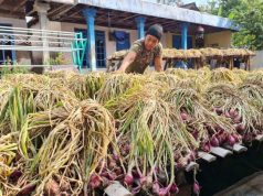 Petani Bawang di Brebes Untung Besar Usai Gunakan Pupuk Organik