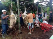 Warga Perum Purnamandala Kurban 6 Sapi dan 16 Kambing