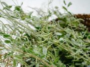 Menjaga dan Mengatasi Berbagai Masalah, Ini 4 Manfaat Daun Thyme bagi Kesehatan