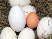 Jarang Diketahui, Ini 5 Manfaat Telur Angsa bagi Kesehatan