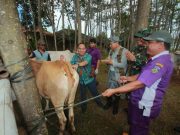 Jelang Hari Raya Kurban Tiga Pasar Hewan di Jepara Dipantau Ketat