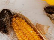 Sering Dibuang Begitu Saja, Ini 5 Khasiat Rambut Jagung untuk Kesehatan