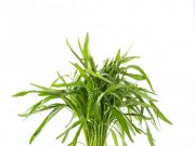 Dapat Meningkatkan Daya Tahan Tubuh, Yuk Simak 5 Manfaat Kangkung Bagi Pertumbuhan Anak