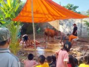 Idul Adha 1444 H Jajaran PDM Jepara Sembelih 681 Hewan Kurban, PCM Kembang Terbanyak