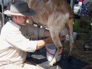 Selain Kaya akan Kalsium, Ini 4 Manfaat Susu Kambing Bagi Kesehatan Tubuh