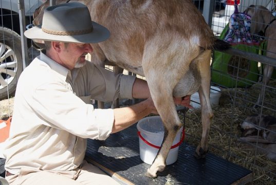 Selain Kaya akan Kalsium, Ini 4 Manfaat Susu Kambing Bagi Kesehatan Tubuh