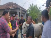 Dititipi Sapi untuk Dirawat Malah Dijual Tanpa Izin, Pemilik Lapor Polisi
