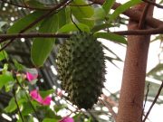 Sering Digunakan untuk Pengobatan Herbal, Ini 4 Efek Samping Penggunaan Daun Sirsak Terlalu Banyak
