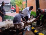 Bupati Kebumen Potong 12 Ekor Sapi PO Lokal