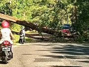 Jalur Antarprovinsi Wonogiri-Pacitan Macet, Pohon Tumbang Melintang Jalan