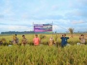 Bupati Kebumen Panen Raya Padi “Cerdas Iklim” di Kuwarasan