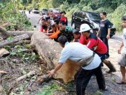 Awas, Gunung Pegat Wonogiri Rawan Pohon Tumbang dan Longsor
