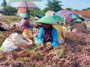 Ribuan Ton Bawang Merah Brebes Diborong untuk Stok El Nino