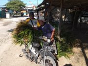 Jaman, Penjual Rumput Kolojono dan Tebon untuk Cukup Kebutuhan Pakan Ternak di Blora