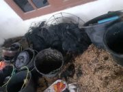 Rumah Kosong Terbakar di Japah Blora Terbakar Habis, Ludeskan Gamelan dan Barongan