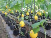 Menikmati Wisata Petik Buah Melon di Sambong Blora