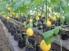 Menikmati Wisata Petik Buah Melon di Sambong Blora