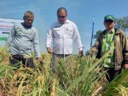 Akibat Kurangi Pupuk Kimia Panen Padi di Pemalang Meningkat