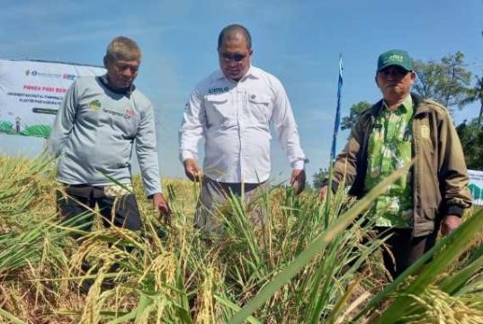 Akibat Kurangi Pupuk Kimia Panen Padi di Pemalang Meningkat