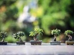 Tips Menanam Bonsai