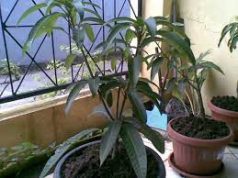 Tips Menanam Pohon Hasil Cangkok