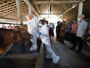 Waspada, Anthraks di Yogyakarta Dekat dengan Perbatasan Jateng