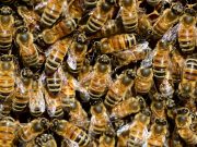 Ini 5 Tips Agar Terhindar dari Sengatan Lebah