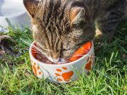 Jangan Sampai Salah Pilih, Ini 4 Tips Memilih Makanan yang Tepat untuk Kucing Kesayanganmu