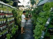 Tips Menanam Dalam Ruangan Sempit