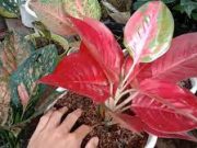Tips Membongkar Tanaman Agar Subur