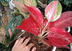 Tips Membongkar Tanaman Agar Subur