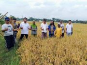 Kurangi Pupuk Kimia, Petani Sragen Raih Peningkatan Produksi Padi
