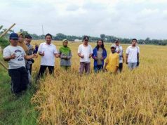 Kurangi Pupuk Kimia, Petani Sragen Raih Peningkatan Produksi Padi