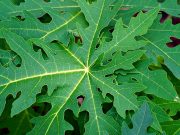 Terkenal dengan Rasanya yang Pahit, Ini 6 Manfaat Daun Pepaya